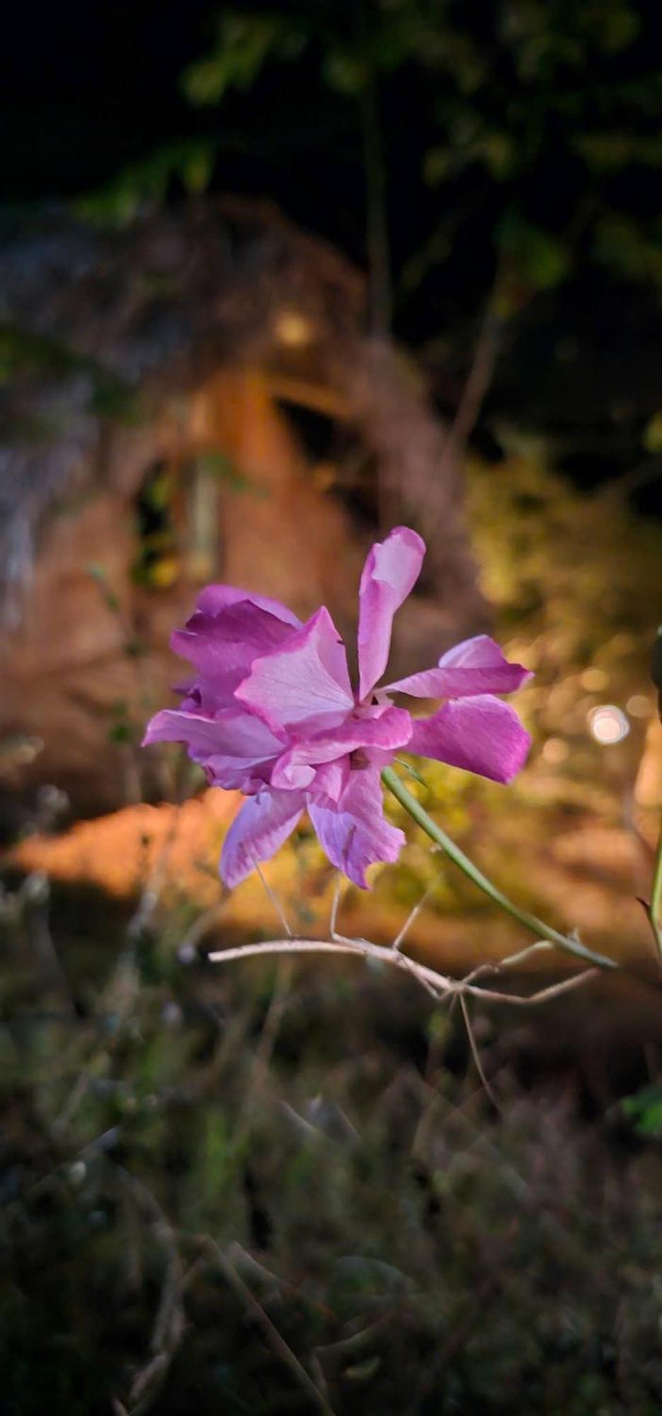 Vuon Nha Cui Homestay Dalat Exteriör bild